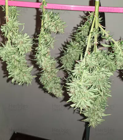 Sweet Zombie (Expert Seeds) Cannabis-Samen