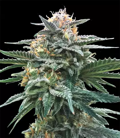 Triple Scoop (DNA Genetics) Cannabis-Samen