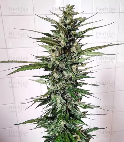 Unknown Kush (Delicious Seeds) Cannabis-Samen