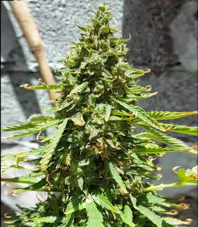 Voyager (Flying Dutchmen) Cannabis-Samen