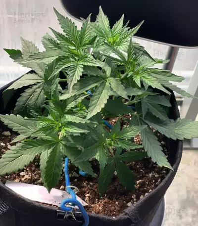 White Widow Auto (Kera Seeds) Cannabis-Samen