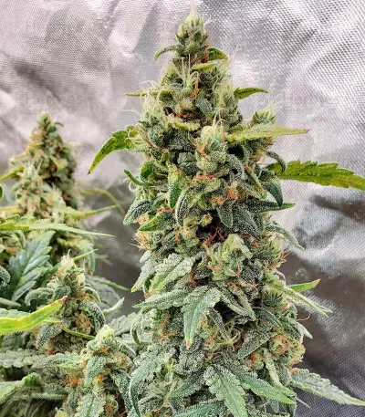 Original Afghan Kush Auto feminisiertes Saatgut (Fast Buds)
