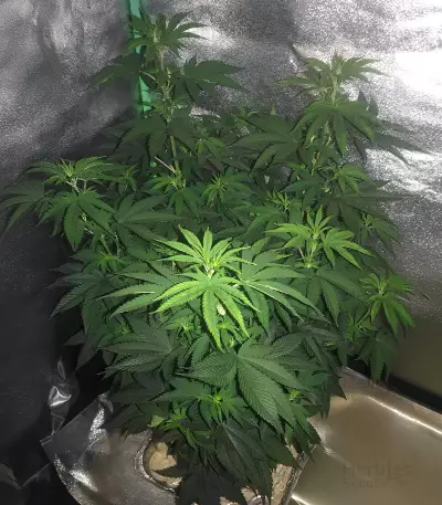Auto Gelato (Female Seeds) Cannabis-Samen