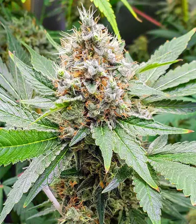 Blackberry Moonrocks feminisierte Samen (AlphaFem Seeds)
