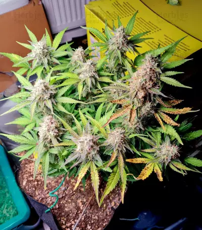 Blue Dream Autoflower feminisierte Samen (Seedkeepers)