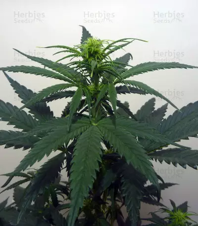 Candy Kush Auto (Auto Seeds) Cannabis-Samen
