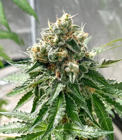 Chempie (Ripper Seeds)