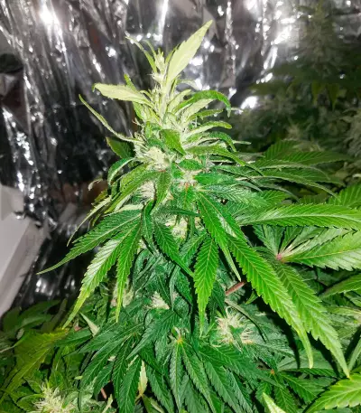 Fast & Vast Auto (Heavyweight Seeds) Cannabis-Samen