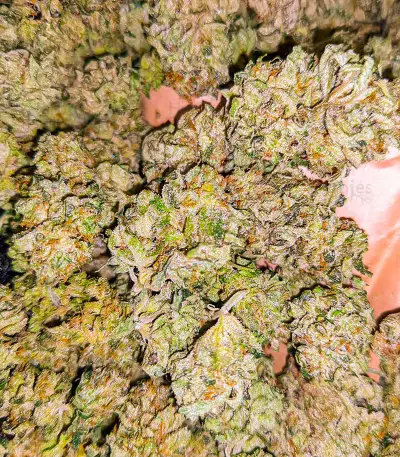GG#4 Original Glue Fast Version feminisierte Samen (EGS)