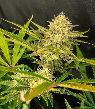 Gorilla Girl XL Auto feminisierte Samen (Sweet Seeds)