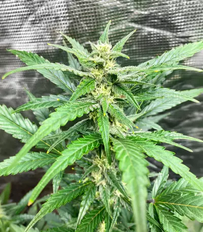 Lemon Haze Auto (Expert Seeds) Cannabis-Samen
