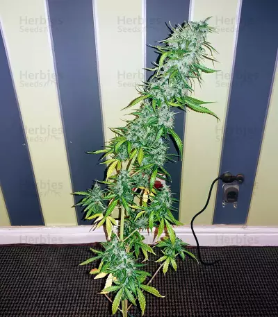 NLX Diamond Auto (Kera Seeds) Cannabis-Samen