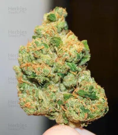 Sour Diesel x OG Kush feminisierte Samen (Seedkeepers)