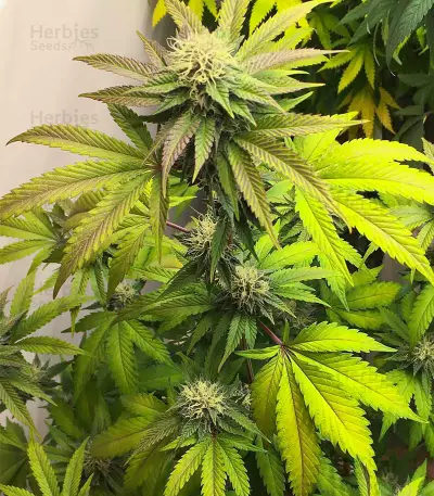 Sour Strawberry feminisierte Samen (Barney’s Farm)