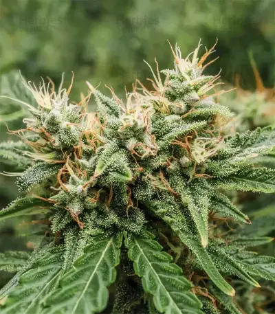 Amnesia Haze XL Auto (Zambeza Seeds) Cannabis-Samen
