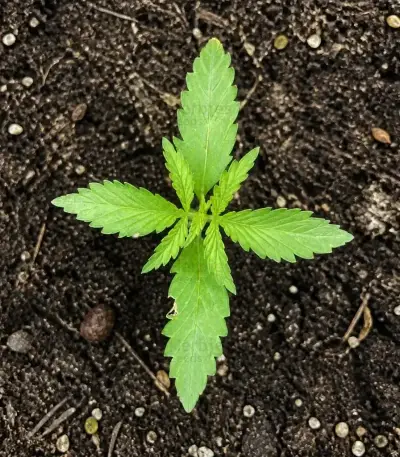Biscotti Auto (Green House Seeds)