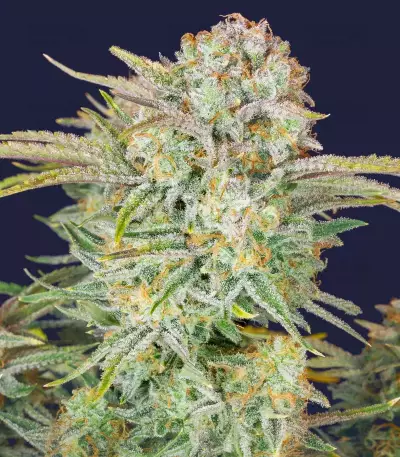 Bruce Banner Auto feminisierte Samen (Fast Buds)