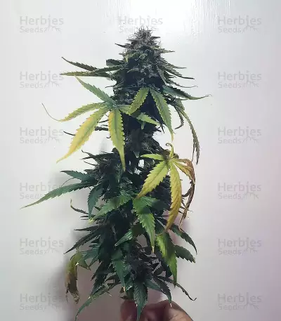 Buddha Haze Automatic (Big Buddha Seeds) Cannabis-Samen