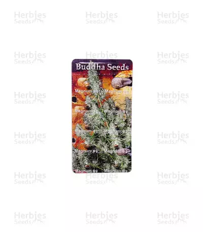 Buddha Magnum Auto (Buddha Seeds) Cannabis-Samen