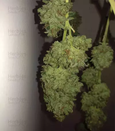 Gorilla Z feminisierte Samen (Barney's Farm)