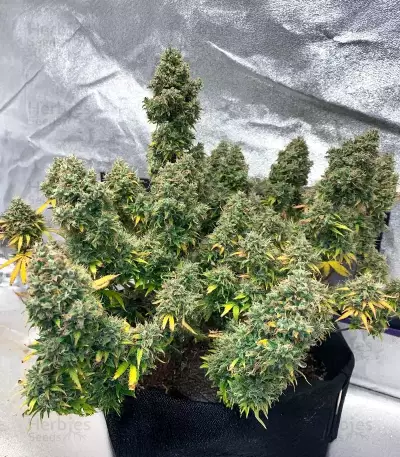 HubbaBubbaHaze Auto feminisierte Samen (Mephisto Genetics)