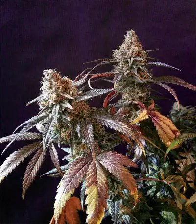 Peyote Critical (Barney's Farm) Cannabis-Samen