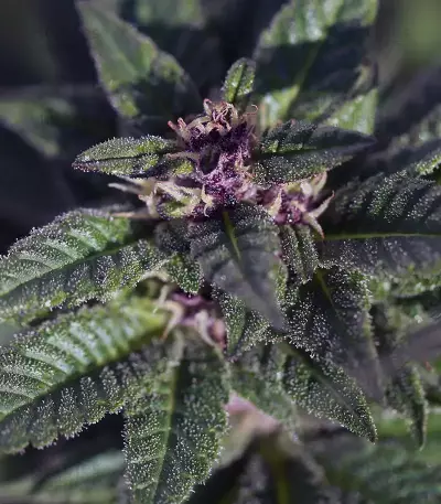 Purple Punch feminisierte Samen (Barney’s Farm)