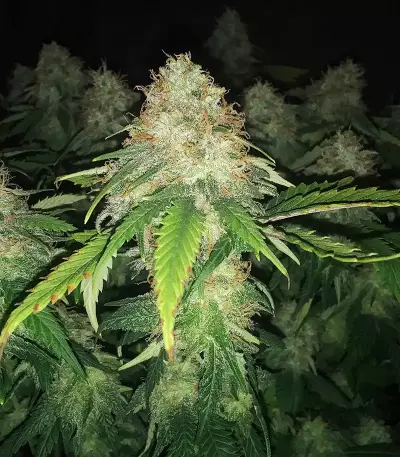 Super Lemon Haze (GHS)