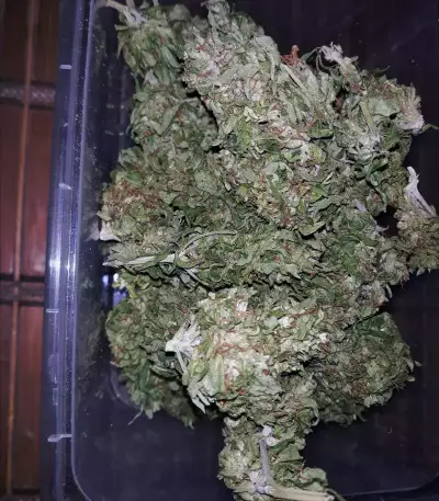 Sweet CBD Auto (Auto Seeds) Cannabis-Samen