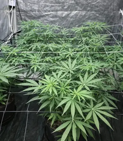 Sweet Critical CBD (00 Seeds)