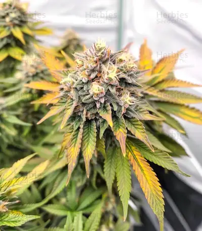 White Runtz feminisierte Samen (Barney's Farm)
