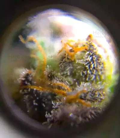 Wombat (BlimBurn Seeds) Cannabis-Samen