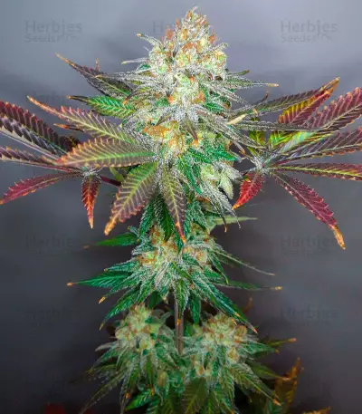 Super Silver Haze (GHS) Cannabis-Samen