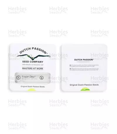 Frisian Dew (Dutch Passion) Cannabis-Samen