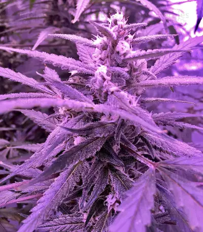 60 Day Lemon Autoflower (DNA Genetics) Cannabis-Samen