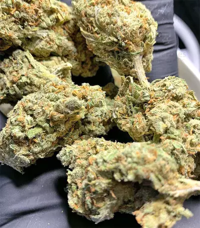 Amnesia (Seedstockers) Cannabis-Samen
