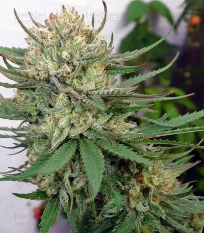 Atomic (Bomb Seeds) Cannabis-Samen