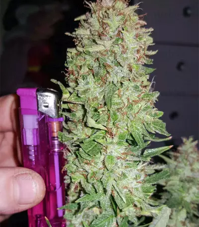 Auto Blueberry (Dutch Passion) Cannabis-Samen