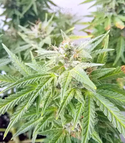 BCN Power Plant Autoflower (Seedstockers) Cannabis-Samen
