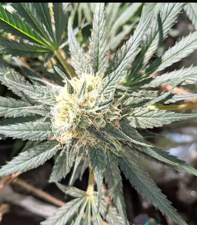 Mix Pack Feminized (Seedstockers) Cannabis-Samen