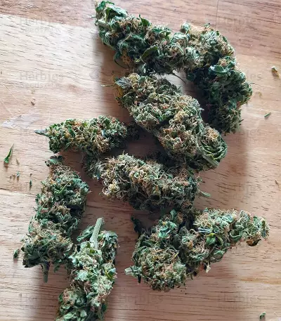Blueberry OG weed strain
