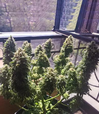 Buddha Deimos Auto regular (Buddha Seeds) Cannabis-Samen