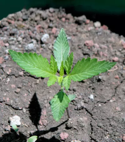 CBD Lemon Potion Auto (Barney's Farm) Cannabis-Samen