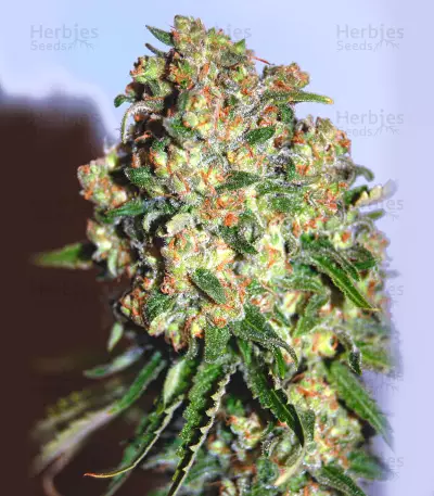 Critical (Advanced Seeds) Cannabis-Samen