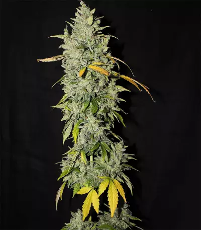 Diesel Auto (G13 Labs) Cannabis-Samen