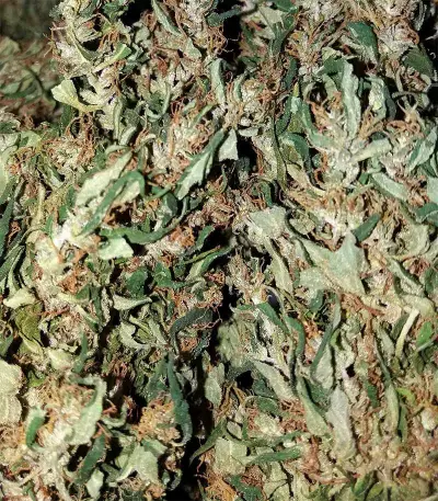 Dr. Grinspoon (Barney's Farm) Cannabis-Samen