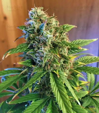 Ese T. Bilbo Auto (Genehtik Seeds) Cannabis-Samen