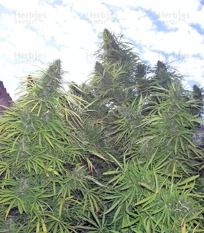 Golden Tiger regular (Ace Seeds) Cannabis-Samen