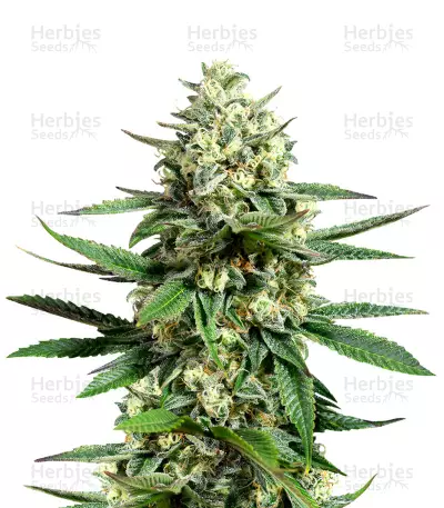 Kushadelic (Soma Seeds) Cannabis-Samen