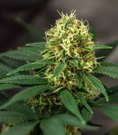 LA Confidential (DNA Genetics) Cannabis-Samen